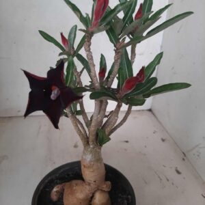 Planta Simples 2041 – 25cm – 02 anos