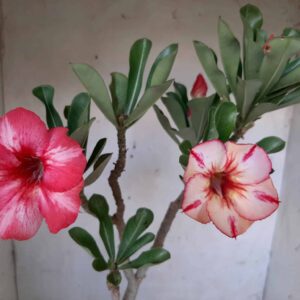 Planta Simples 2042 – 35cm – 02 anos