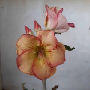 Planta Simples 2046 – 30cm – 01 ano