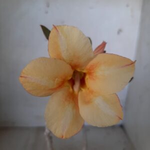 Planta Simples 2047 – 30cm – 01 ano