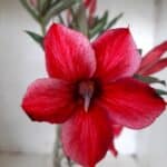 Planta Simples 2053 – 30cm – 02 anos