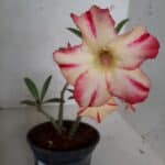 Planta Simples 2054 – 25cm – 01 ano