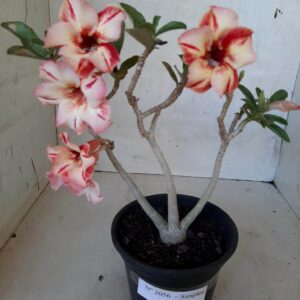 Planta Simples 2056 – 25cm – 01 ano