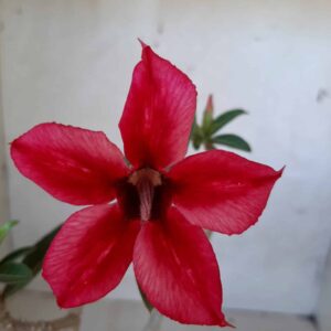 Planta Simples 2057 – 30cm – 01 ano
