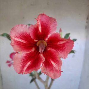 Planta Simples 2060 – 30cm – 02 anos