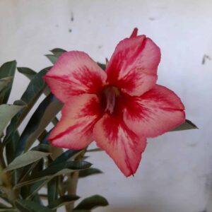 Planta Simples 2061 – 25cm – 01 ano
