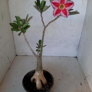 Planta Simples 2062 – 30cm – 02 anos