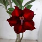 Planta Simples 2064 – 30cm – 02 anos