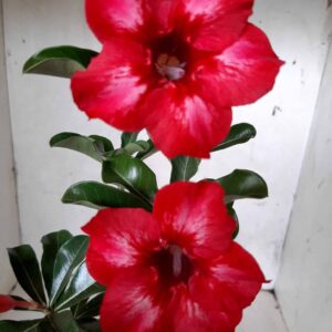 Planta Simples 2069 – 30cm – 01 ano