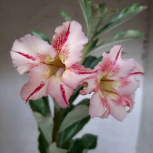 Planta Simples 2071 – 30cm – 01 ano