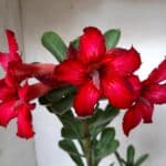 Planta Simples 2072 – 25cm – 01 ano