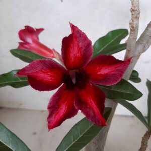 Planta Simples 2075 – 30cm – 02 anos
