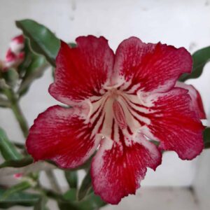 Planta Simples 2076  "Variegata" – 30cm – 01 ano