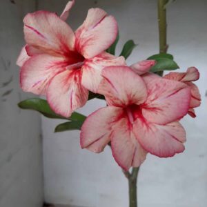 Planta Simples 2077 – 30cm – 01 ano