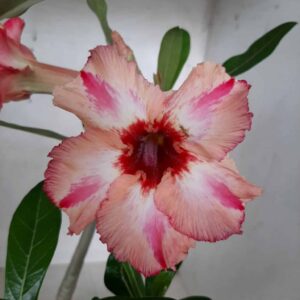 Planta Simples 2080 – 30cm – 02 anos