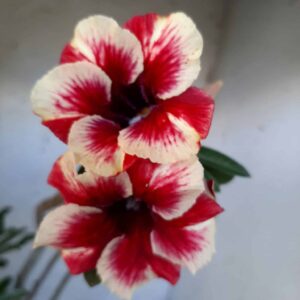 Planta Simples 2082 – 40cm – 02 anos