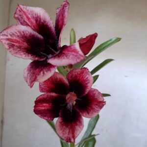 Planta Simples 2083 – 30cm – 01 ano