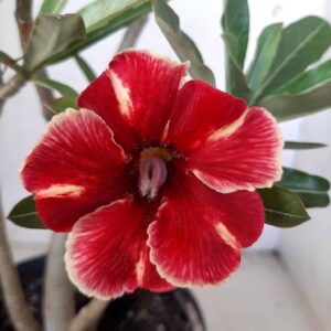 Planta Simples 2084 – 30cm – 02 anos