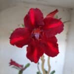 Planta Simples 2088 – 35cm – 02 anos