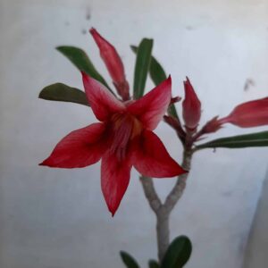 Planta Simples 2091 – 30cm – 01 ano