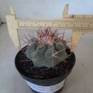 THELOCACTUS Hexaedrophorus Nº 43 – VASO 11