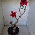 Planta Simples 2025 – 35cm – 02 anos