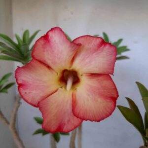 Planta Simples 2048 – 30cm – 02 anos