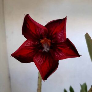 Planta Simples 2049 – 35cm – 02 anos