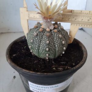 ASTROPHYTUM ASTERIAS Nº 345 – vaso 14