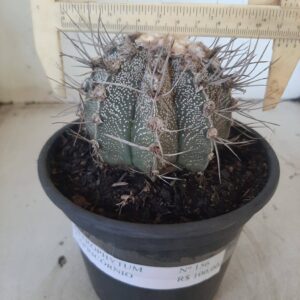 ASTROPHYTUM CAPRICÓRNIO Nº 156 – vaso 15