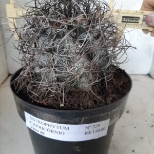 ASTROPHYTUM CAPRICÓRNIO Nº 229 – vaso 20