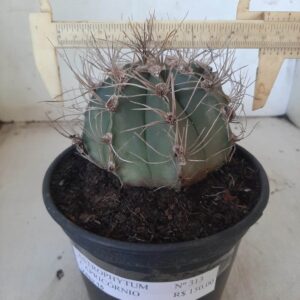 ASTROPHYTUM CAPRICÓRNIO Nº 313 – vaso 15