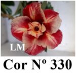 ENXERTO COR LM 330