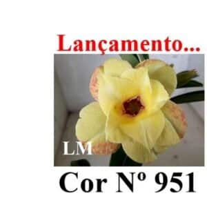 COR ENXERTO LM 951