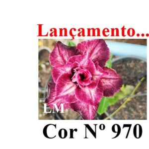 ENXERTO COR LM 970