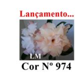 ENXERTO COR LM 974