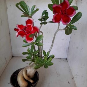 Planta Dobrada 2059 – 35cm – 02 anos