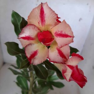 Planta Dobrada 2060 – 30cm – 01 ano