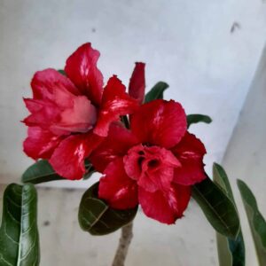Planta Dobrada 2063 – 25cm – 02 anos