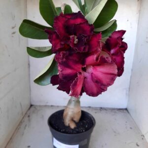 Planta Dobrada 2066 – 35cm – 03 anos