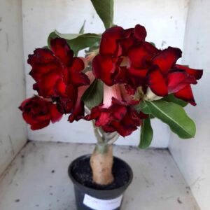 Planta Dobrada 2067 – 30cm – 02 anos