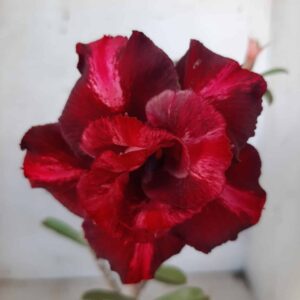 Planta Dobrada 2073 – 30cm – 02 anos