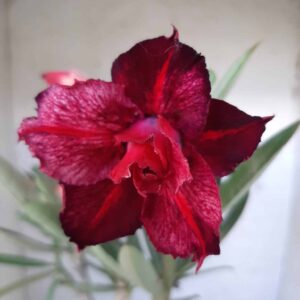 Planta Dobrada 2074 – 30cm – 02 anos
