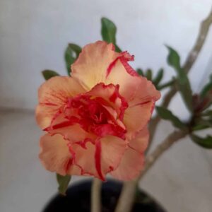 Planta Dobrada 2079 – 30cm – 02 anos