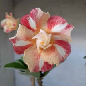 Planta Dobrada 2080 – 35cm – 03 anos