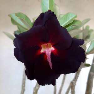 Planta Dobrada 2081 – 35cm – 03 anos