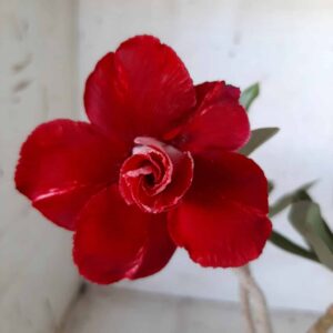 Planta Dobrada 2084 – 25cm – 02 anos