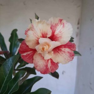 Planta Dobrada 2085 – 35cm – 03 anos