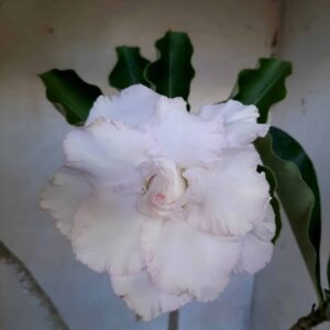 Planta Dobrada 2086 – 35cm – 03 anos