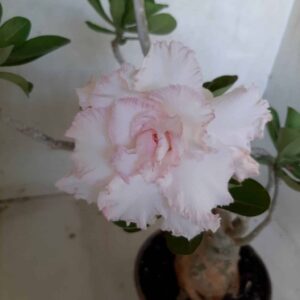 Planta Dobrada 2087 – 35cm – 03 anos